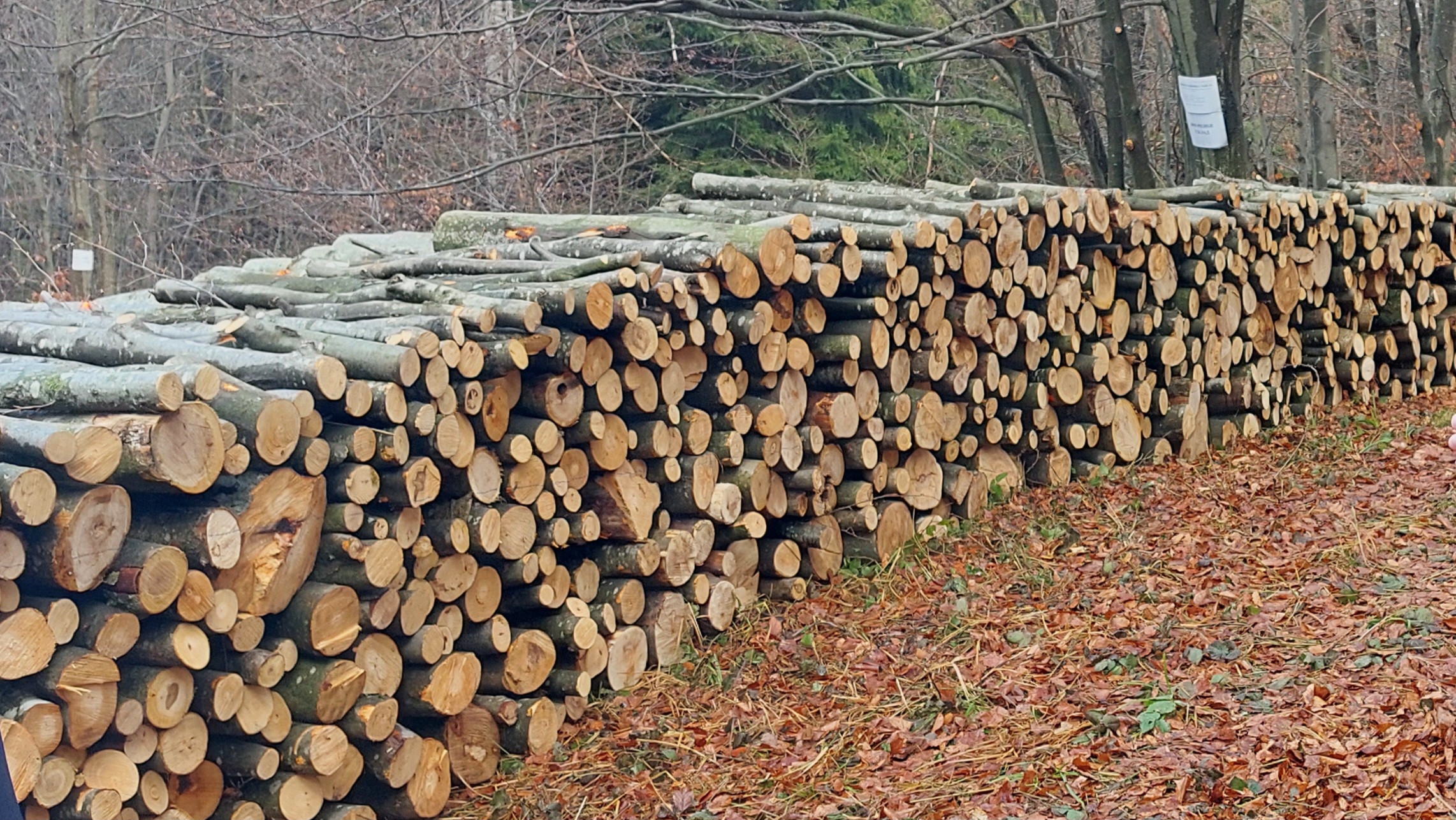 Незаконната сеч и бракониерства са сред най-честите нарушения в горите 